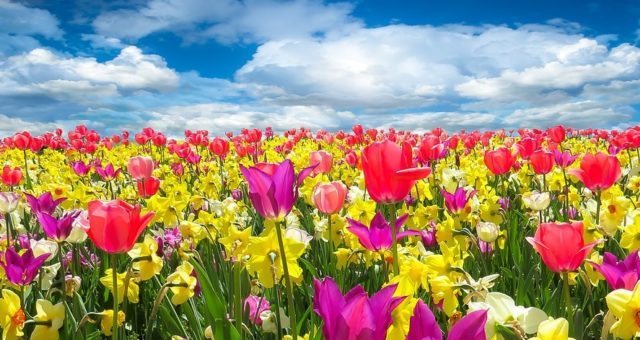 Tulips in Holland