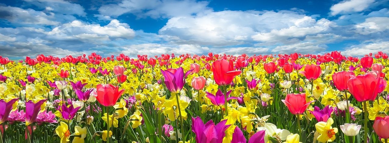 Tulips in Holland