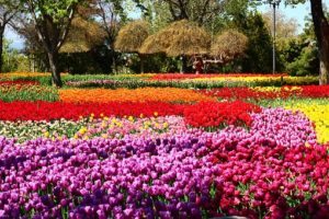 Tulpen in Holland GO Dutchtravel velden mix