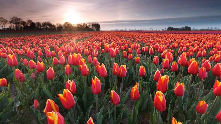 Sightseeing Holland Tulpen velden GO Dutchtravel